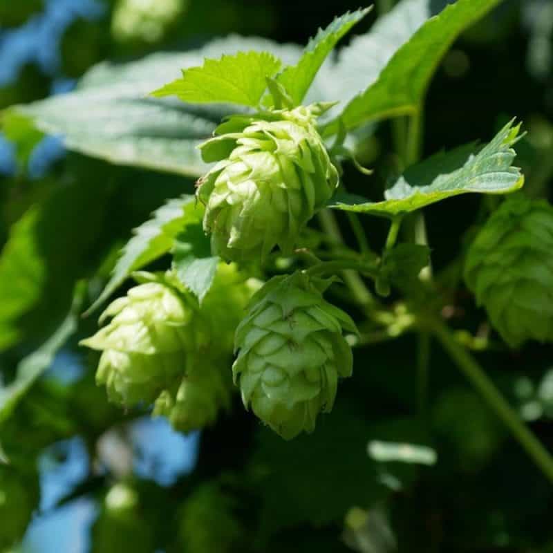 Hops Extract - Rado Life